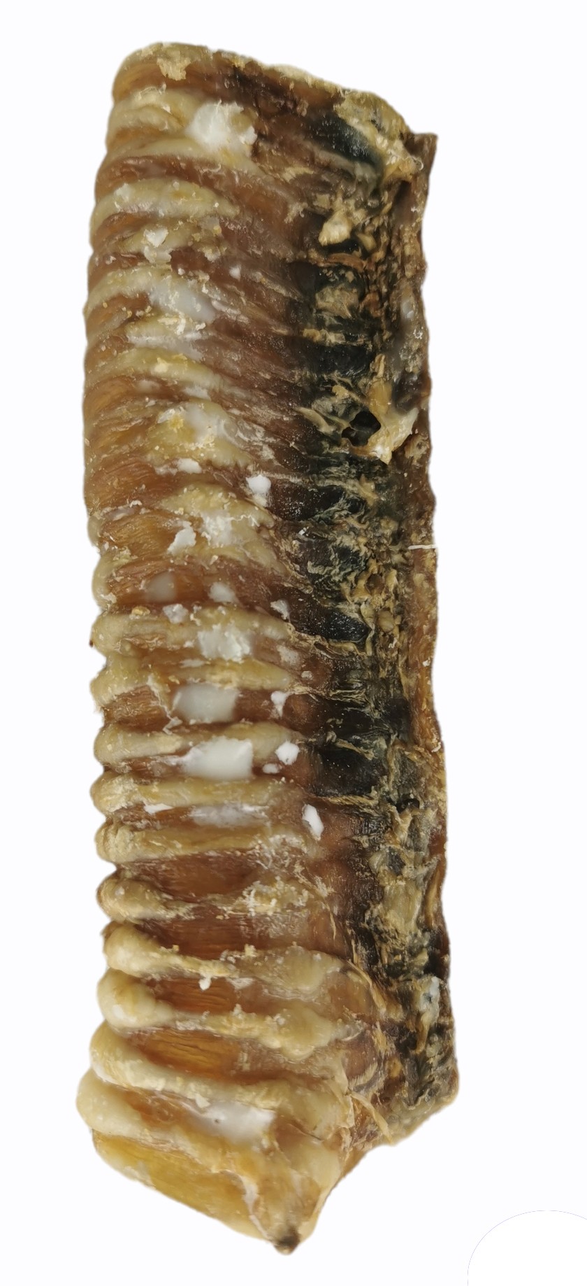 TRACHEA 14-17 CM 2 UNITS